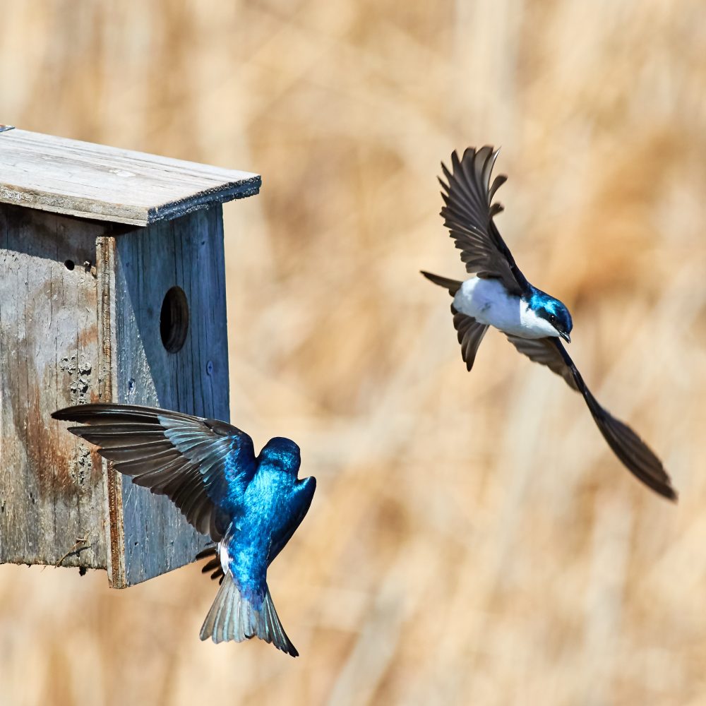 Is Nature The Best Natural Fly Control For Cattle?