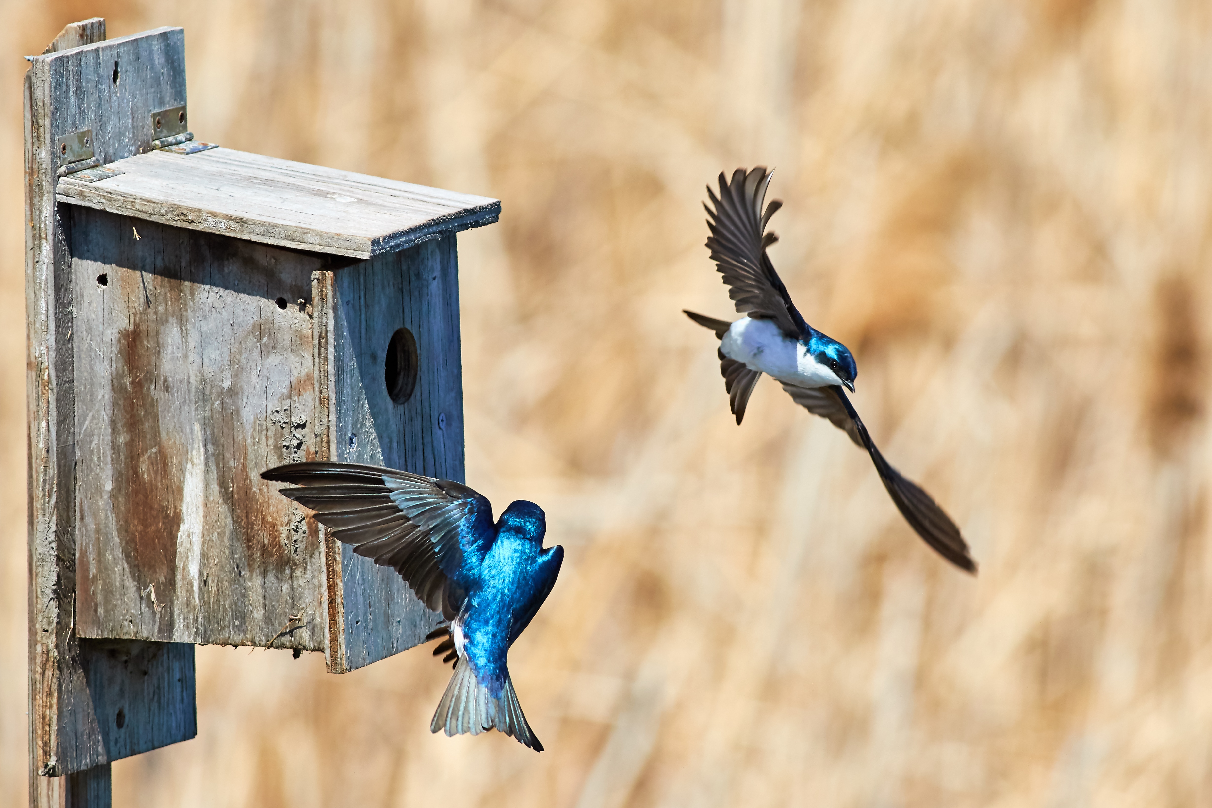Is Nature The Best Natural Fly Control For Cattle?