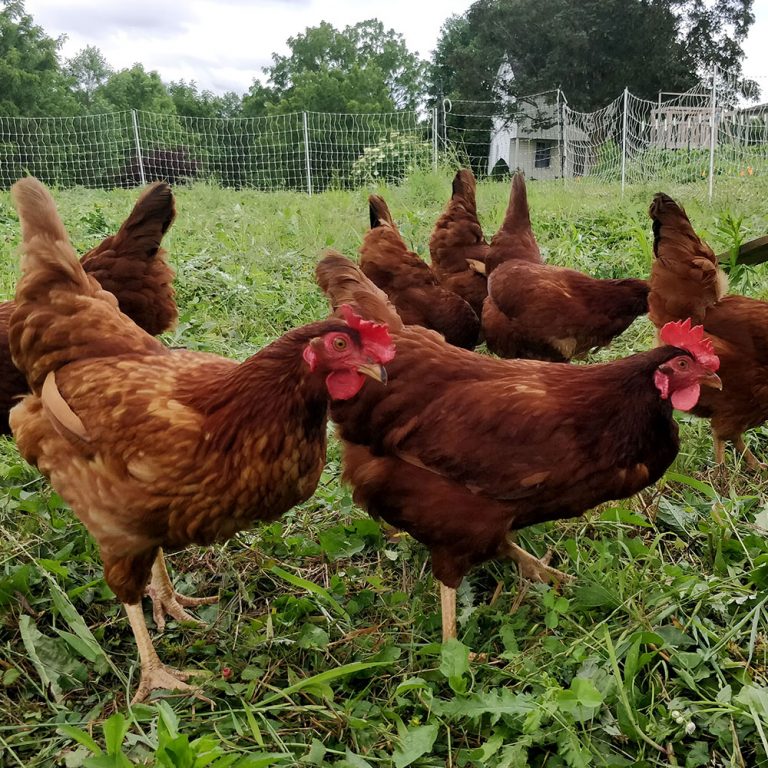 100 GrassFed Chickens? Firefly Meadows Farm