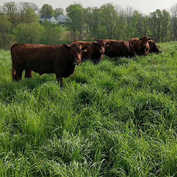 How Can I Find Grass Fed Beef Near Me?