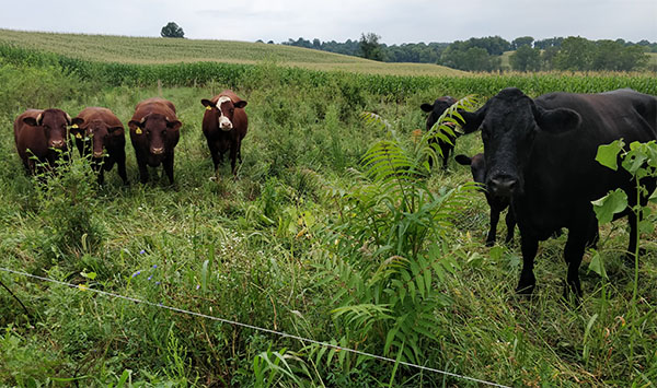 Why I Move My Cattle Daily