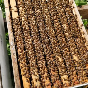 Honey Bees For Sale