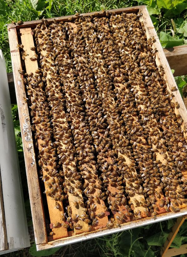 Honey Bees For Sale
