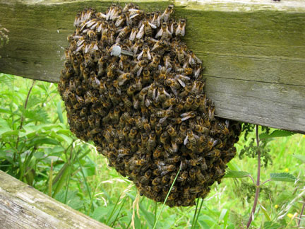 swarm of bees on fence