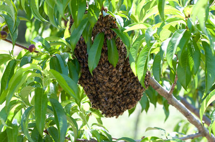 swarm of honey bees on tree