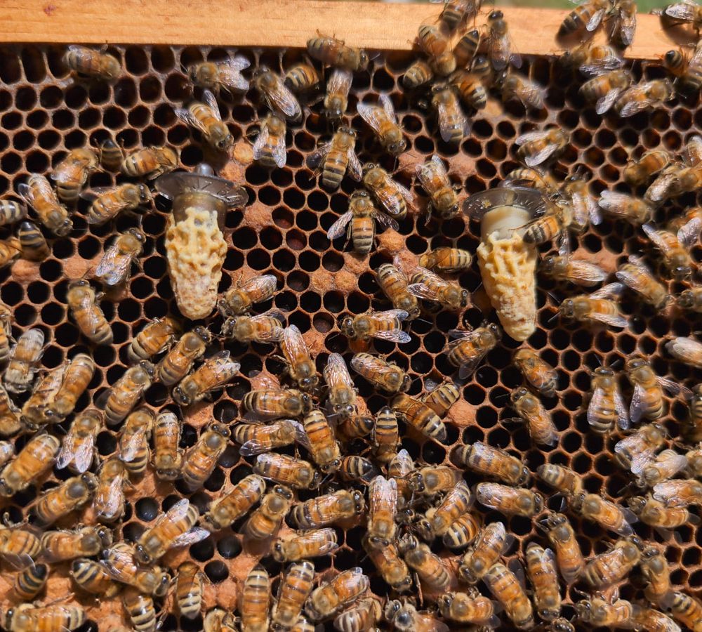 Why Your Queen Cells Keep Getting Torn Down in a Queenright Finisher